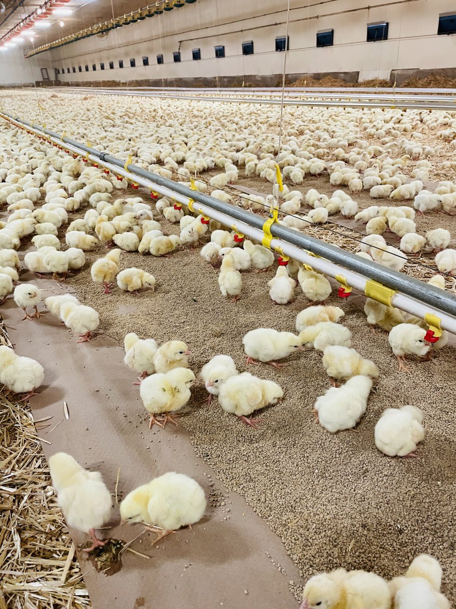 george hofer tweet media