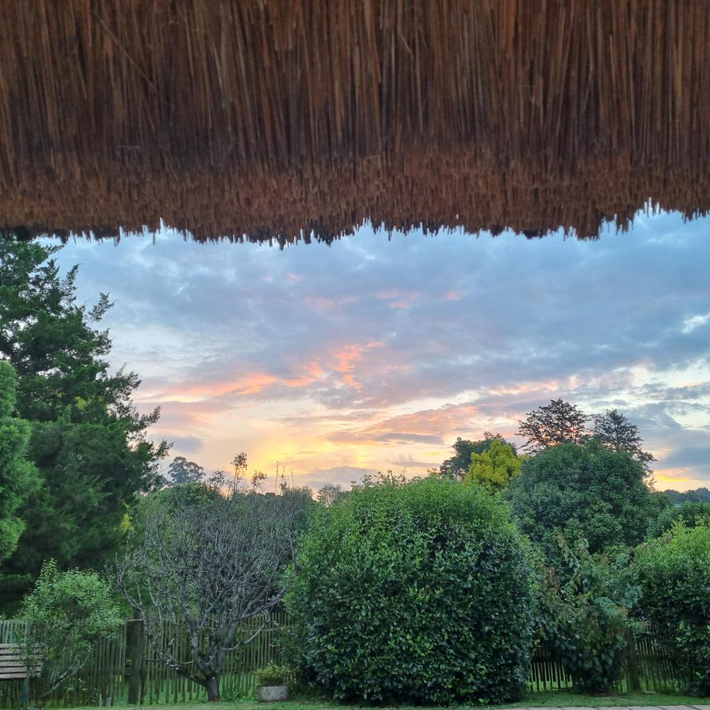 Another beautiful sunset &amp; yes I know my bush needs a trim 😐