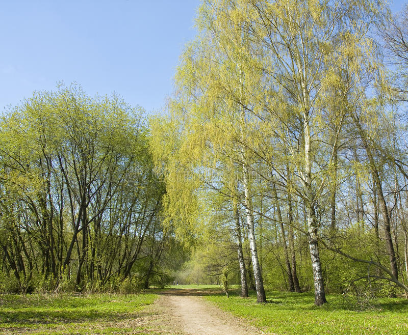 ankeleys's tweet photo. Bomen leven in symbiose met elkaar. Berken helpen sparren en andersom. Met de letterzetters (keversoort) in aantocht, hebben #sparren alle hulp van #berken nodig. Gemeente Utrechtse Heuvelrug verklaart berken vogelvrij! Kappen @gem_heuvelrug. https://t.co/4aCJ2VGZCb