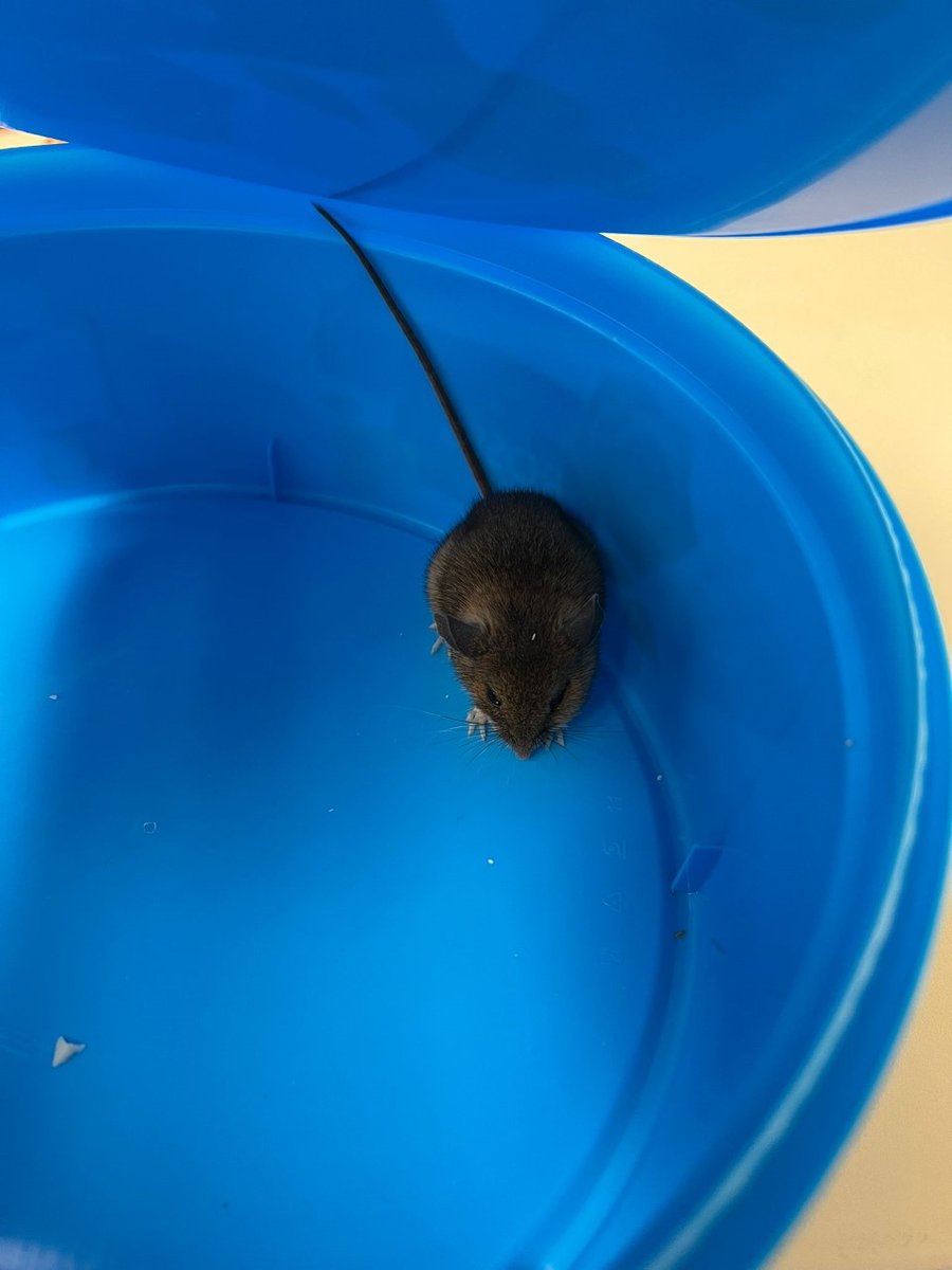 WMTestateagents's tweet photo. Look at this cute little visitor to our Minehead Office today - any ideas for a name?! ππ #NameThatMouse https://t.co/Hl0qY8eebW