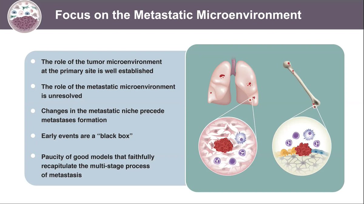 ⌛️The last scientific talk #eacrStructuralMicroenvironment by <a href="/ErezNeta/">Neta Erez- ErezLab🎗️</a> from <a href="/TelAvivUni/">Tel Aviv University</a> outlines the need to study early stages of metastasis. 

❗️Gene signatures in breast cancer metastatic fibroblasts are stage specific. 
🎯 IL-33, Activin A and collagen in focus.