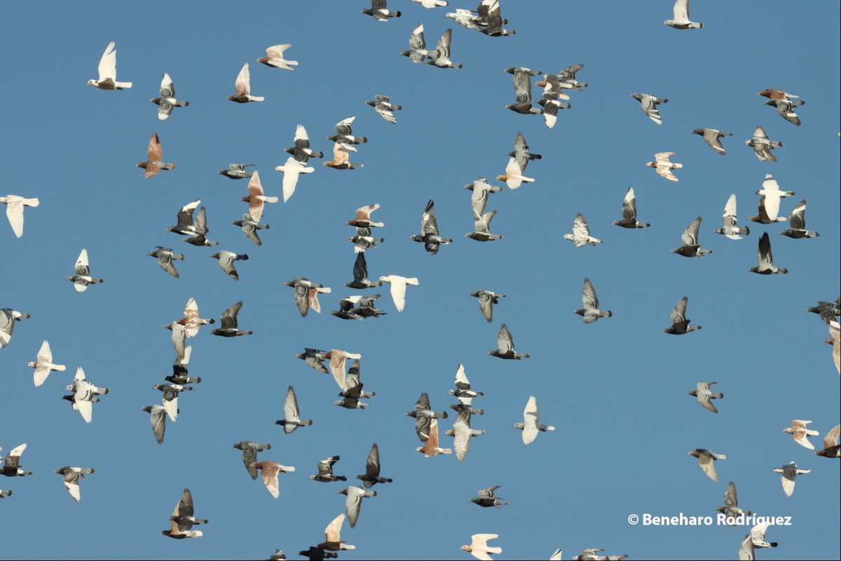 Airam_Rguez's tweet photo. Pero lo que hemos descubierto durante el trabajo de campo del proyecto #LuMinAves @SEO_BirdLife es que estos santuarios de petreles y otras #seabirds tienen una nueva amenaza que se había pasado por alto! PALOMAS!!??
https://t.co/xeYGghBUAV https://t.co/lUHMzHhaRA
