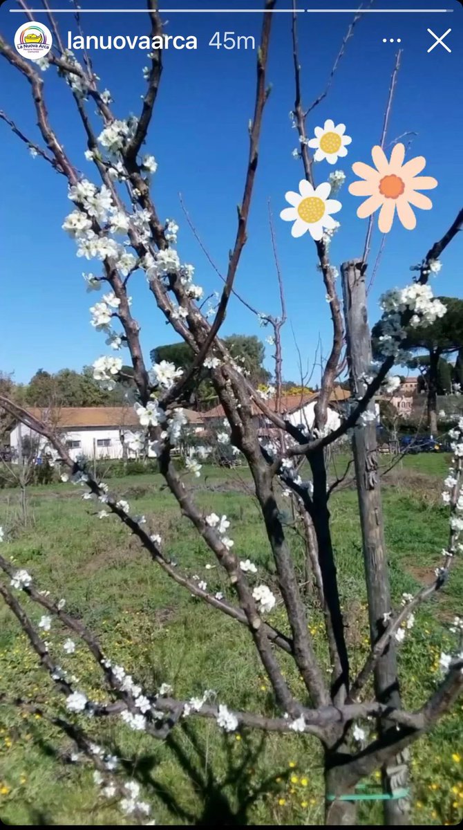 I primi 100 alberi da frutta piantati a Roma nei terreni dell’associazione #LaNuovaArca sono sbocciati!! Ogni copia del mio libro -“Io e i green heroes”, contribuisce a creare frutteti !!! @A_LisaCorrado @RBragalone @Kyoto_Club @edizpiemme 🌳🌳🌳🌳🌳🌳🌳🌳🌳🌸