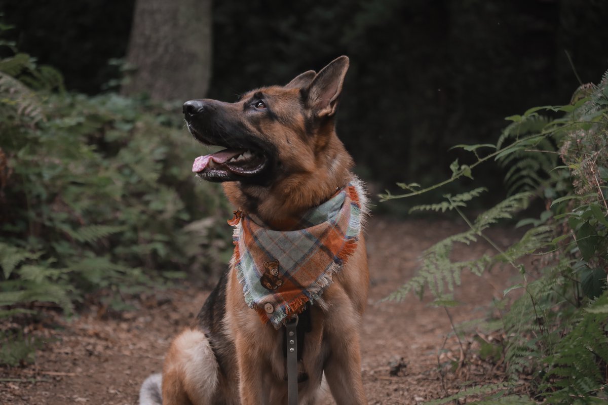 thought we might make an account and see what this twitter hype is about - heard it's does better for photo quality from <a href="/polka_dot_loki/">Loki The Dalmatian</a>