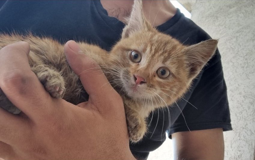 REQUIERE HOGAR TEMPORAL!!

Gatito encontrado 21/feb en Satélite; estaba en motor d auto

Resguardado pero imposible permanezca ahí más tiempo

Alguien q pueda brindarle HT? En dónde veríamos qué protocolo tiene

Es dócil,se deja cargar.Ayudémosle a tener casa! 

INFO: 5568012152