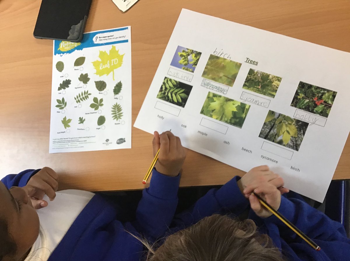 MissTaylor2W's tweet photo. To start their new topic on Plants, Year 2 made careful observations of common plants and trees and identified similarities and differences between them. Very impressive to see how much they remembered from Year 1! 🌳🌲🌻🌷 https://t.co/8JOk6bVYsV