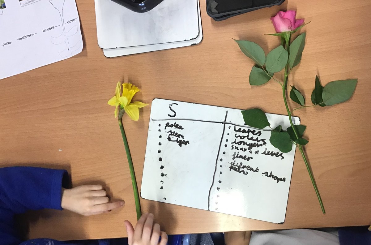 MissTaylor2W's tweet photo. To start their new topic on Plants, Year 2 made careful observations of common plants and trees and identified similarities and differences between them. Very impressive to see how much they remembered from Year 1! 🌳🌲🌻🌷 https://t.co/8JOk6bVYsV