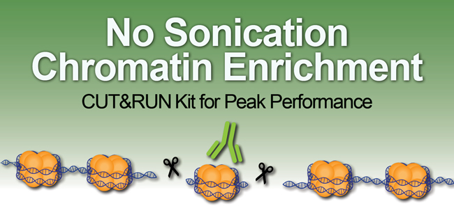 EpigenTek's tweet photo. #CUTnRUN and #CUTnTag are prominent innovations for #protein/#DNA interaction research.
We have convenient all-in-one kits to rapidly, cost-effectively, & reliably identify true target protein-enriched regions, with no #sonication needed!
More Info:
https://t.co/5K5jVIZVRP https://t.co/z1lo06HQCR