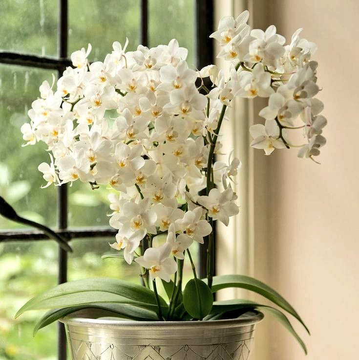 Фаленопсис сноу клауд. Орхидея фаленопсис ямайка. Фаленопсис сноу клауд. Софт клауд орхидея. Орхидея мультифлора сноу клауд.