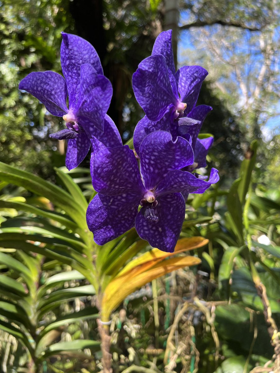 meeshsparks's tweet image. Thank you @FairchildGarden for being the perfect escape from my home office during #FocusWeek. Definitely getting a membership before I leave today! #OneTeam