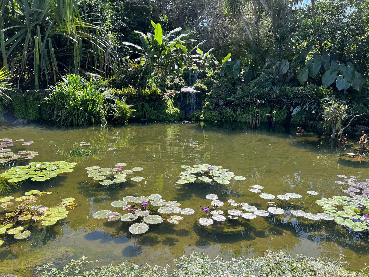 meeshsparks's tweet image. Thank you @FairchildGarden for being the perfect escape from my home office during #FocusWeek. Definitely getting a membership before I leave today! #OneTeam
