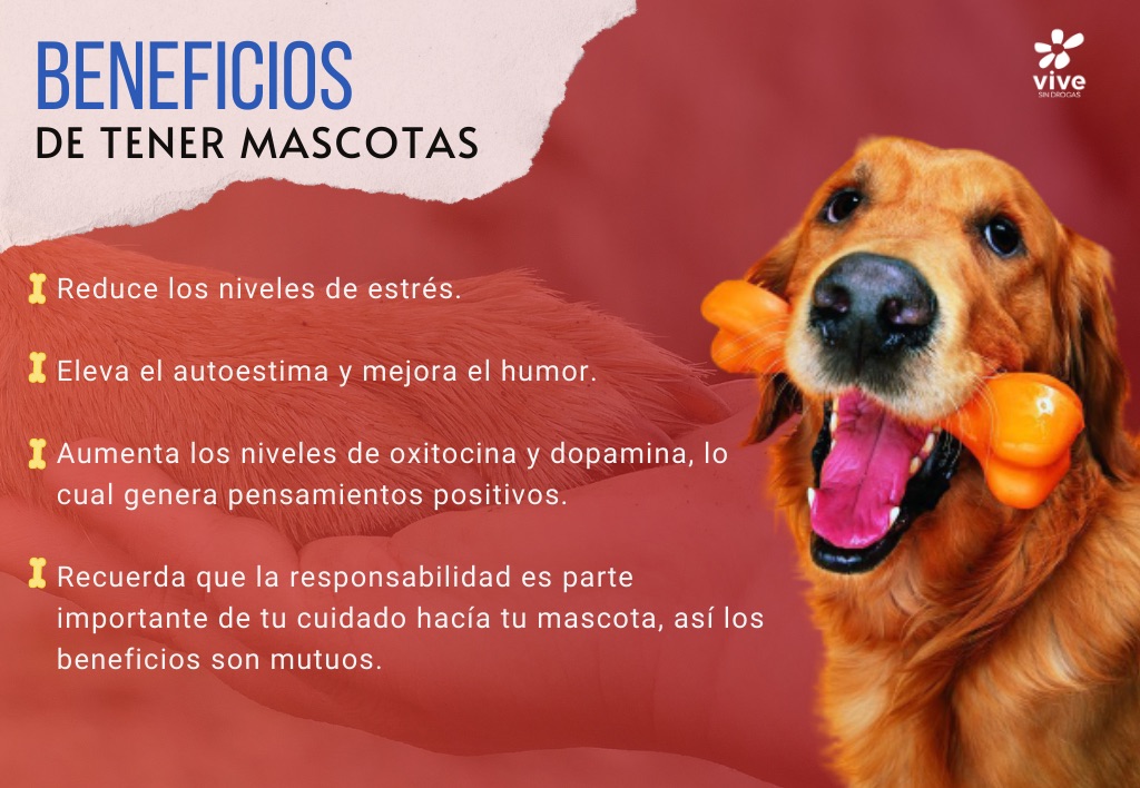 Vive_Oficial's tweet photo. Información es prevención!
#ViveSinDrogas https://t.co/11LiG8GEro