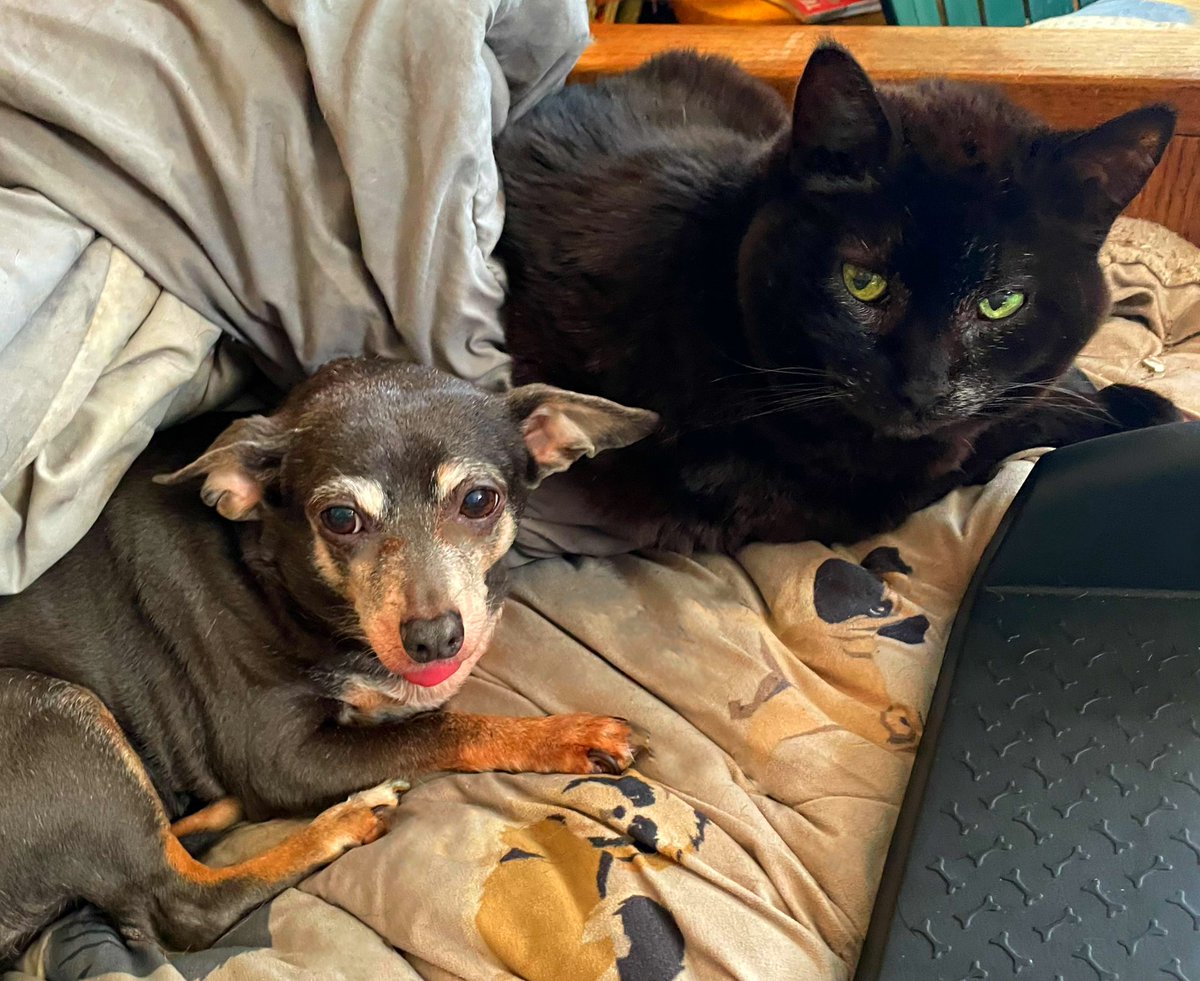 sarahanunn's tweet photo. Shyla & Greebothethreeleggedcat do not agree about hardly anything, but one thing they do agree on is that all future blizzards should come from @DairyQueen.
❄️🧋❄️
#SickOfSnow #Blizzard #WednesdayMorning #RescueDog #RescueCat #DogsofTwittter #CatsOfTwitter https://t.co/qhxoyGHddV