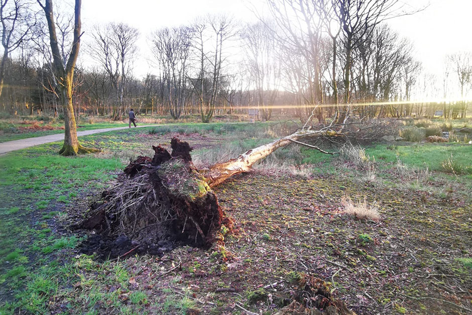 The_RHS's tweet photo. Have trees in your garden been damaged as a result of recent storms?

We’ve launched a survey to find out the extent of the damage to the nation’s trees. The results will help to inform our tree planting and care advice.

Complete the survey: https://t.co/GXRi6I8sxt https://t.co/sylulidmgT