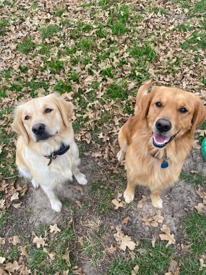 cassmcwha's tweet photo. MISSING GOLDEN RETRIEVERS. 
Missing since 2/19/22

Red Male named Coach 
White Female named Jersey 

$1000 reward. 

Missing from Kaufman county. Could be anywhere now. Please help. https://t.co/QHVxYdaKP7