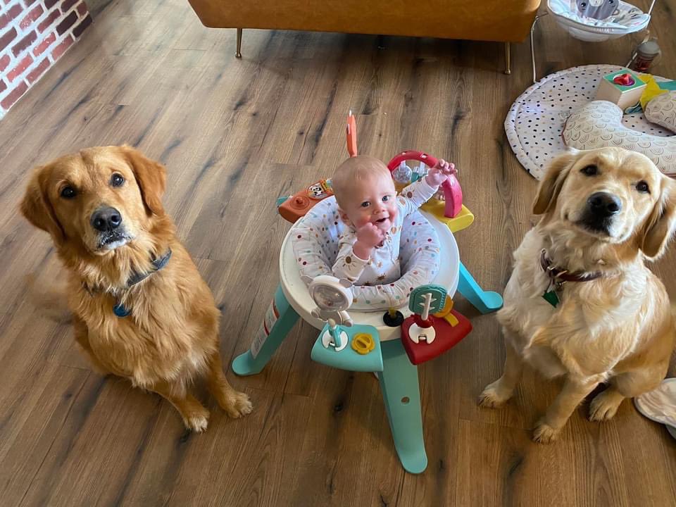 cassmcwha's tweet photo. MISSING GOLDEN RETRIEVERS. 
Missing since 2/19/22

Red Male named Coach 
White Female named Jersey 

$1000 reward. 

Missing from Kaufman county. Could be anywhere now. Please help. https://t.co/QHVxYdaKP7