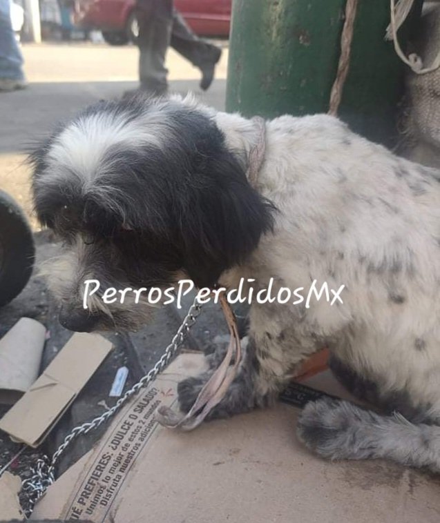 PerrosPerdidosMx tweet media