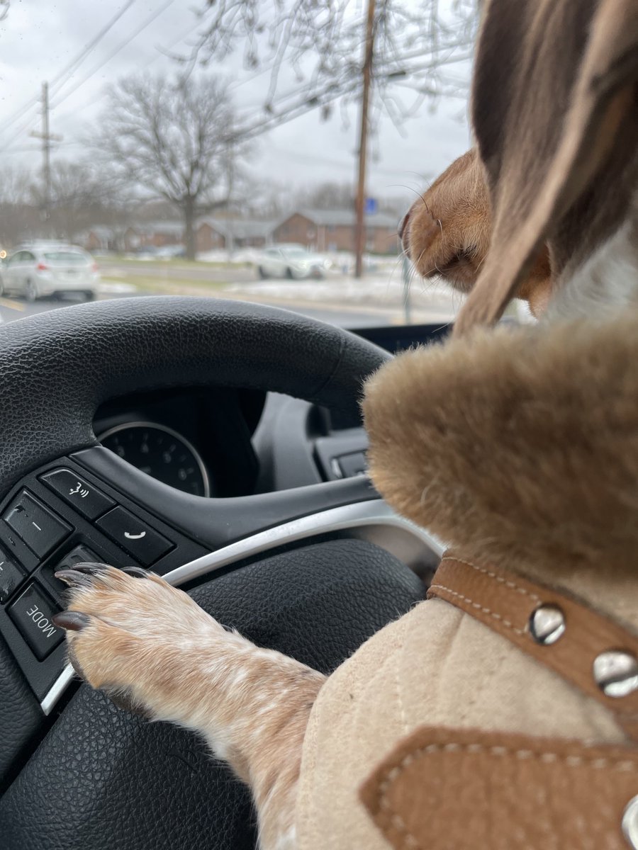 ddiroberto222's tweet photo. Gone girl  #uberdog, #dogslovecars, #zoomzoom https://t.co/fy6XMWOgIo