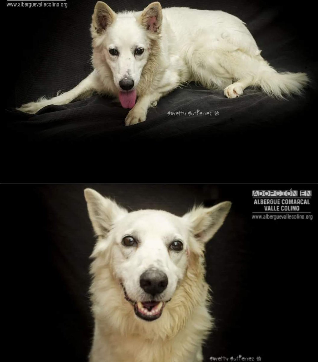 Pepon  macho de 7 años de tamaño grande está en adopción  en el Albergue Comarcal Valle Colino.
¿Nos ayudas a difundir? ¿Le encontramos un hogar?

#vallecolino #voluntariado #adopta #adoptanocompres #perrosenadopcion #tenerife #lalaguna #lovedog #tenerifedog