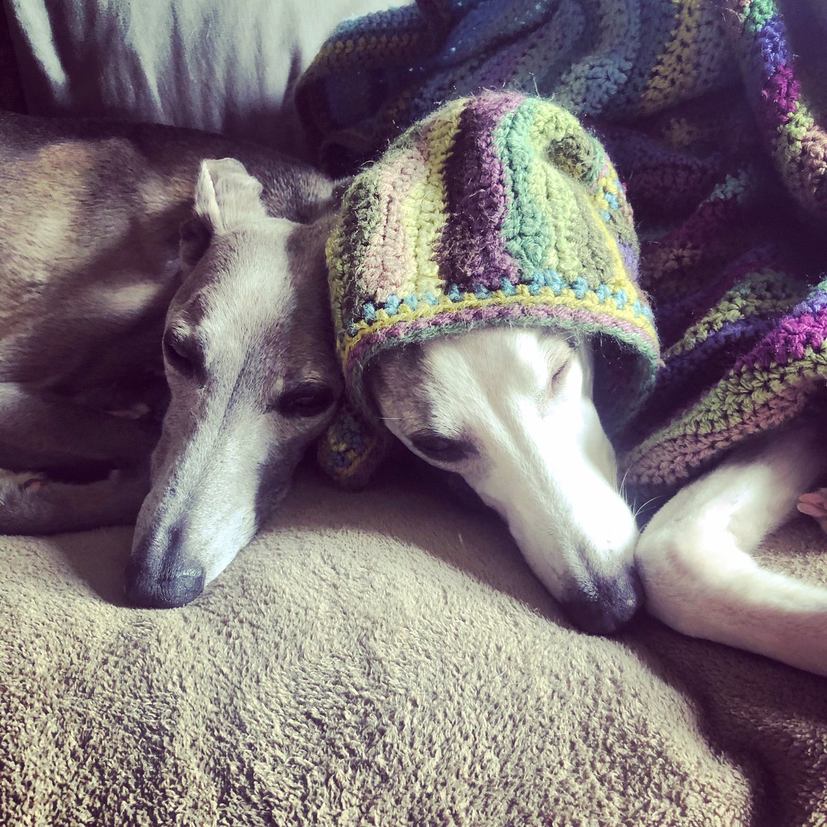 WeatherbyJane's tweet photo. @lazygardenhat @hughlaurie Yep, mine recognise other sighthounds too and always want to say hello. Other dogs, not so much. https://t.co/O20VuXwQwU