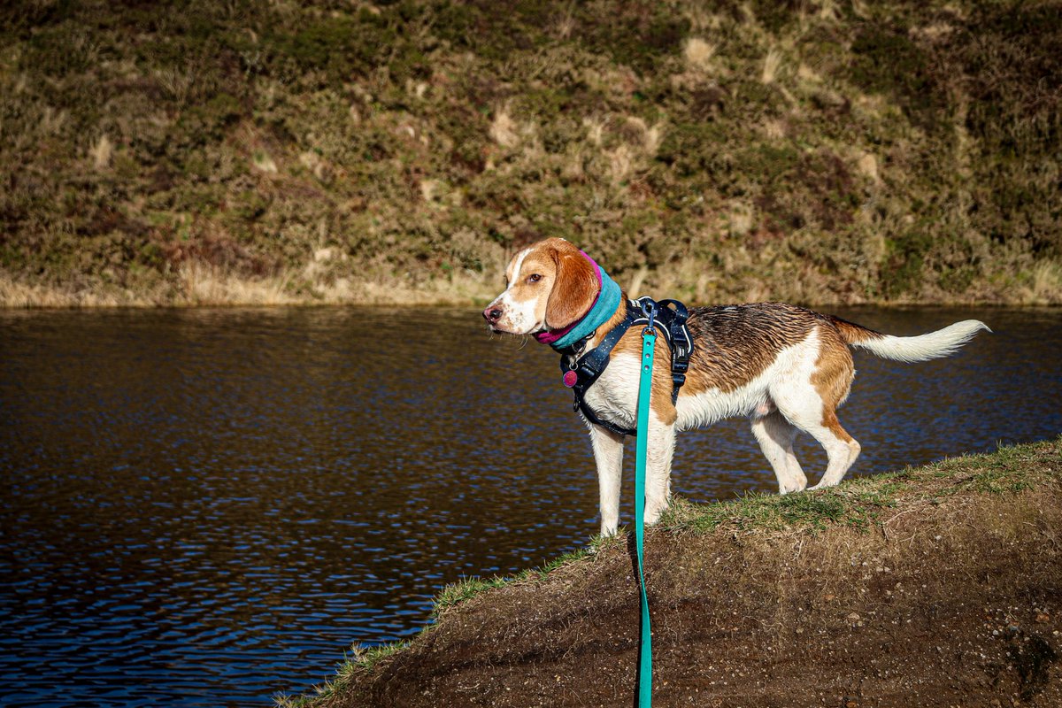 #wetdogwednesday 💜 

An adventure to Crazywell Pool on <a href="/dartmoornpa/">Dartmoor National Park</a> and the day we learned that Max could swim (accidentally 😂)! 

#dogsoftwitter
#DogsofTwittter #beagle #dartmoor