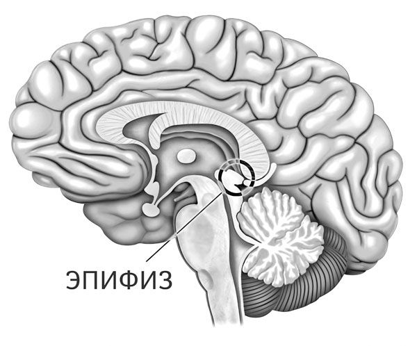функция эпифиза в головном мозге. функция эпифиза в головном мозге. строение головного мозга гипофиз. эпифиз головного мозга анатомия. эпифиза шишковидной железы.