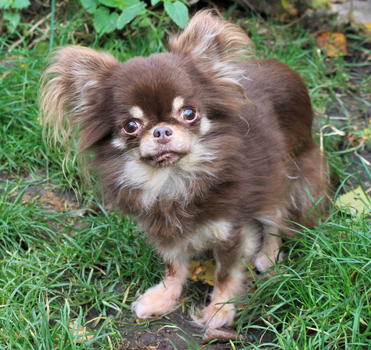 kent_pets's tweet photo. 🚨 MISSING! Can you help find Schuko? 🚨

Schuko is a 10-year-old chocolate long coat Chihuahua with slight brain damage. She was taken from her garden in #Minster at around 10pm last night. She is microchipped and is a very sweet little girl. https://t.co/BABF4lbf8v