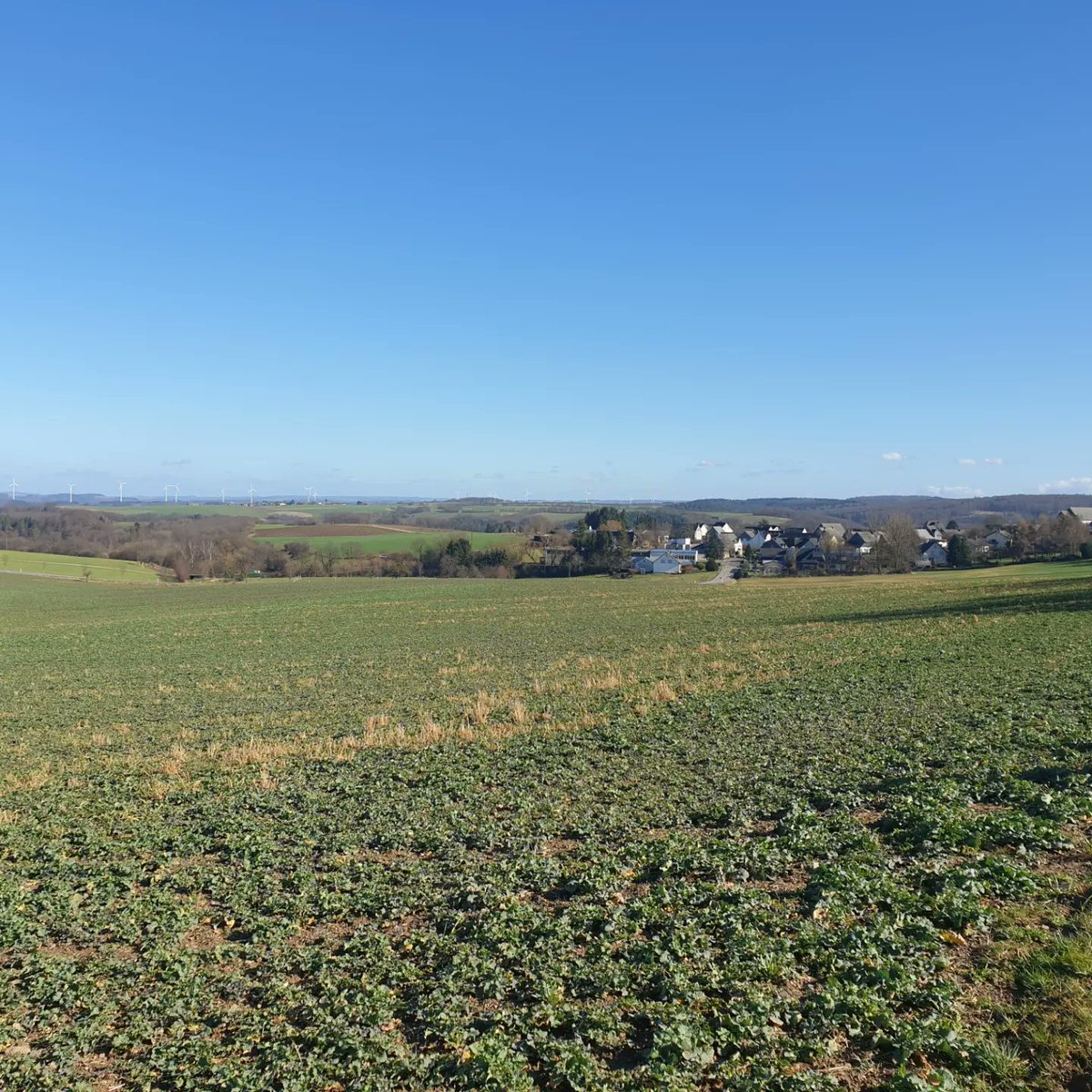 alexschrijft's tweet photo. Genieten van de dag. #wandelen door de landerijen van #grenderich https://t.co/XaPimBHflW
