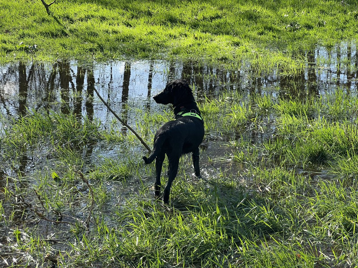 ramonveelo's tweet photo. Zon, water fun! #flatcoated #puppy https://t.co/vTyDmBpbOD