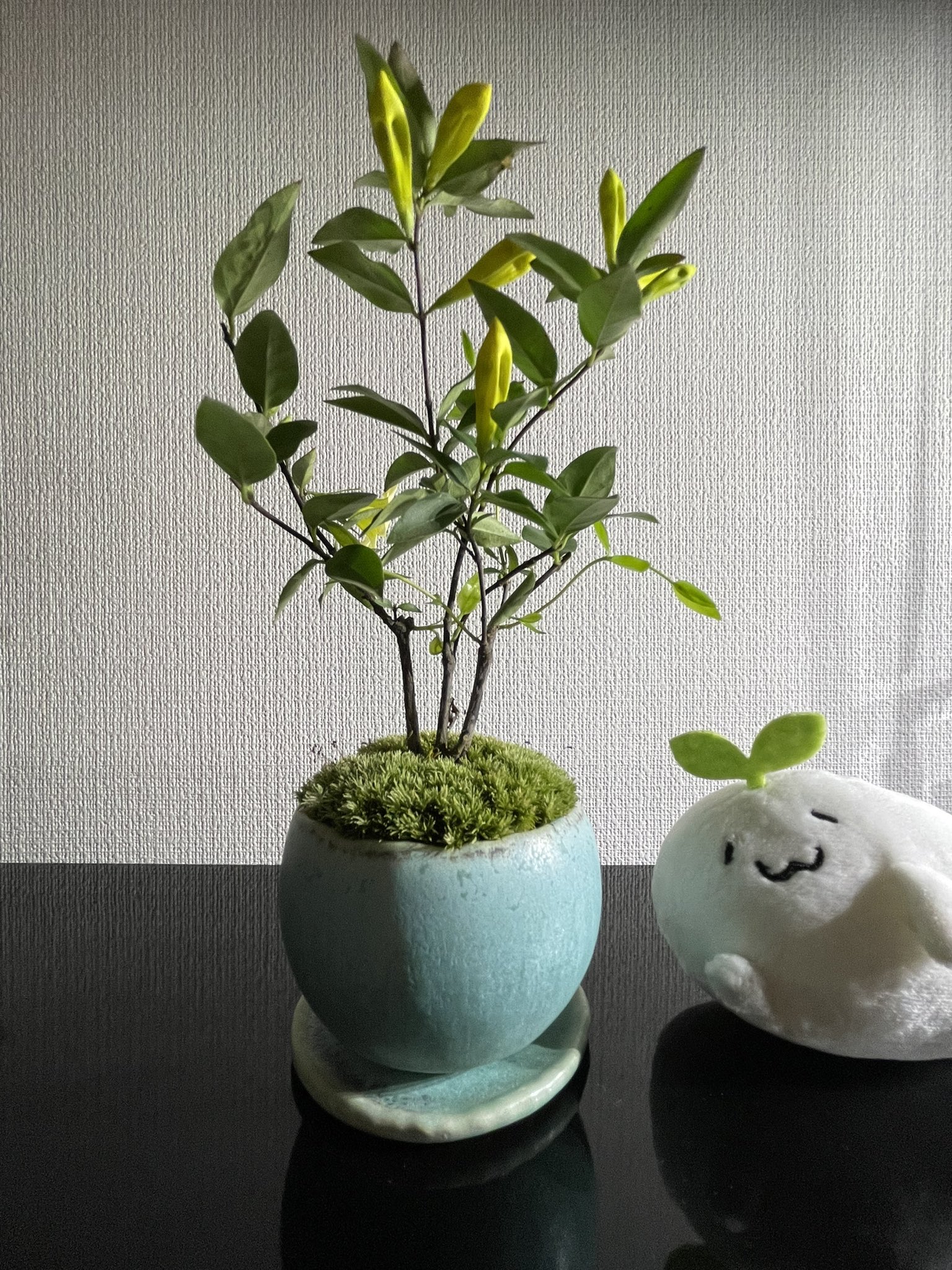 石木花 Twitter Search Twitter