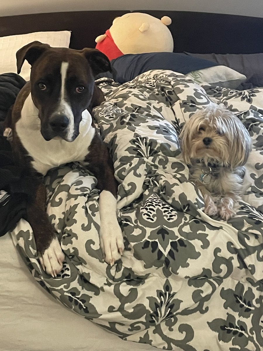AngHickman7's tweet photo. My babies drive me crazy and make me so happy all at the same time! #WCDSBPetWeek https://t.co/Nl5qS3gwYu