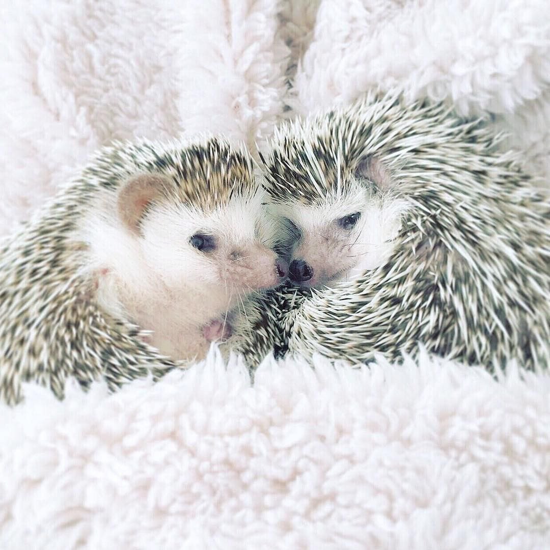 DayHedgehogs's tweet photo. https://t.co/0DchWDzWms