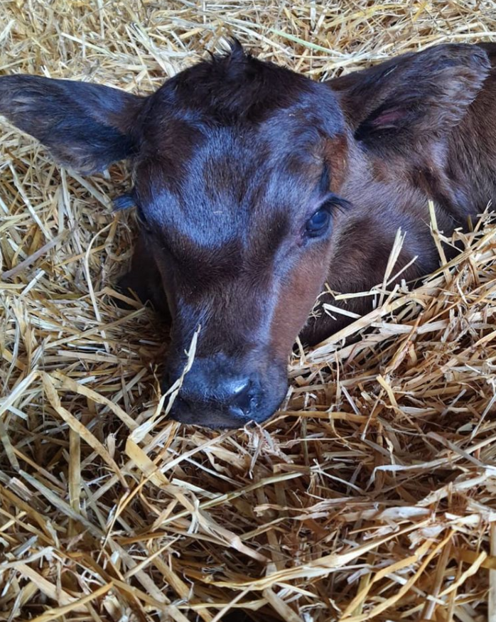 StabiliserBeef's tweet photo. We are getting stuck into calving now, make sure you tag us in your calving pictures so we can share across our platforms, because who doesn't love seeing a healthy calf?
๐ธ sotterley_estate
#stabilisercattle #stabiliser #calvingtime #easycalving https://t.co/lpzrLhOxkR