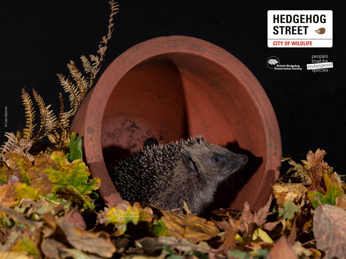 LGSpace's tweet photo. According to the #StateOfHedgehogs report, urban #hedgehogs are showing signs of recovery but rural hedgehogs are still in decline๐ฆ
Find out more and read the report:
https://t.co/TDFQvBrzau
@PTES @hedgehogsociety https://t.co/6rB6GeDO5D