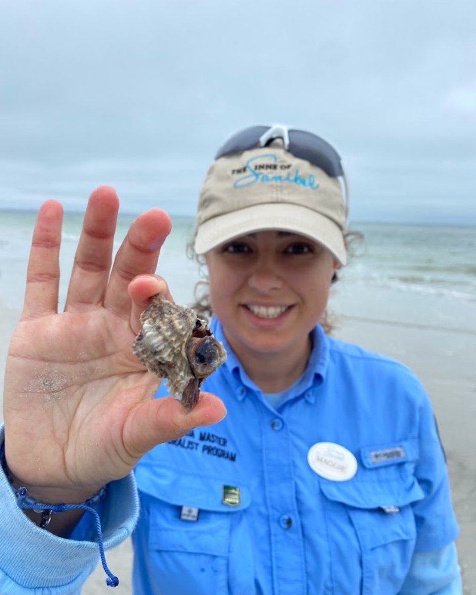 InnsOfSanibel's tweet photo. Murex shells, like this apple murex were once used to make a sought after purple dye. They have a gland that produces an ink-like purple substance.
#innsofsanibel #sanibelisland #wildlife #murexshells #sealife https://t.co/tgrjAhEQxa
