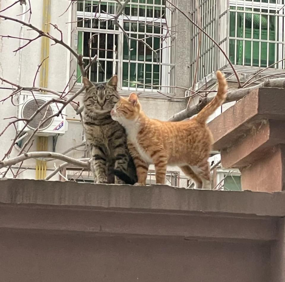 madcatmuseum's tweet photo. #Cats https://t.co/61aPIngegZ
