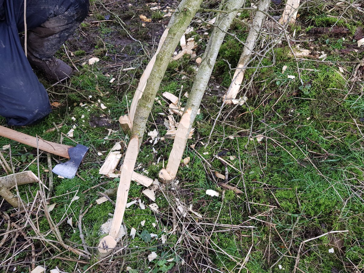 I attended a beginner's hedgelaying course yesterday - really enjoyed it &amp; learned loads! Thank you to <a href="/PendleHillLP/">Pendle Hill Landscape Partnership</a> and instructors Dave Padley &amp; Andrew Kirkwood for showing us the ropes.
- Carrie (Rural Skills Hub Coordinator) 
#hedgelaying #learning #training #ruralskills