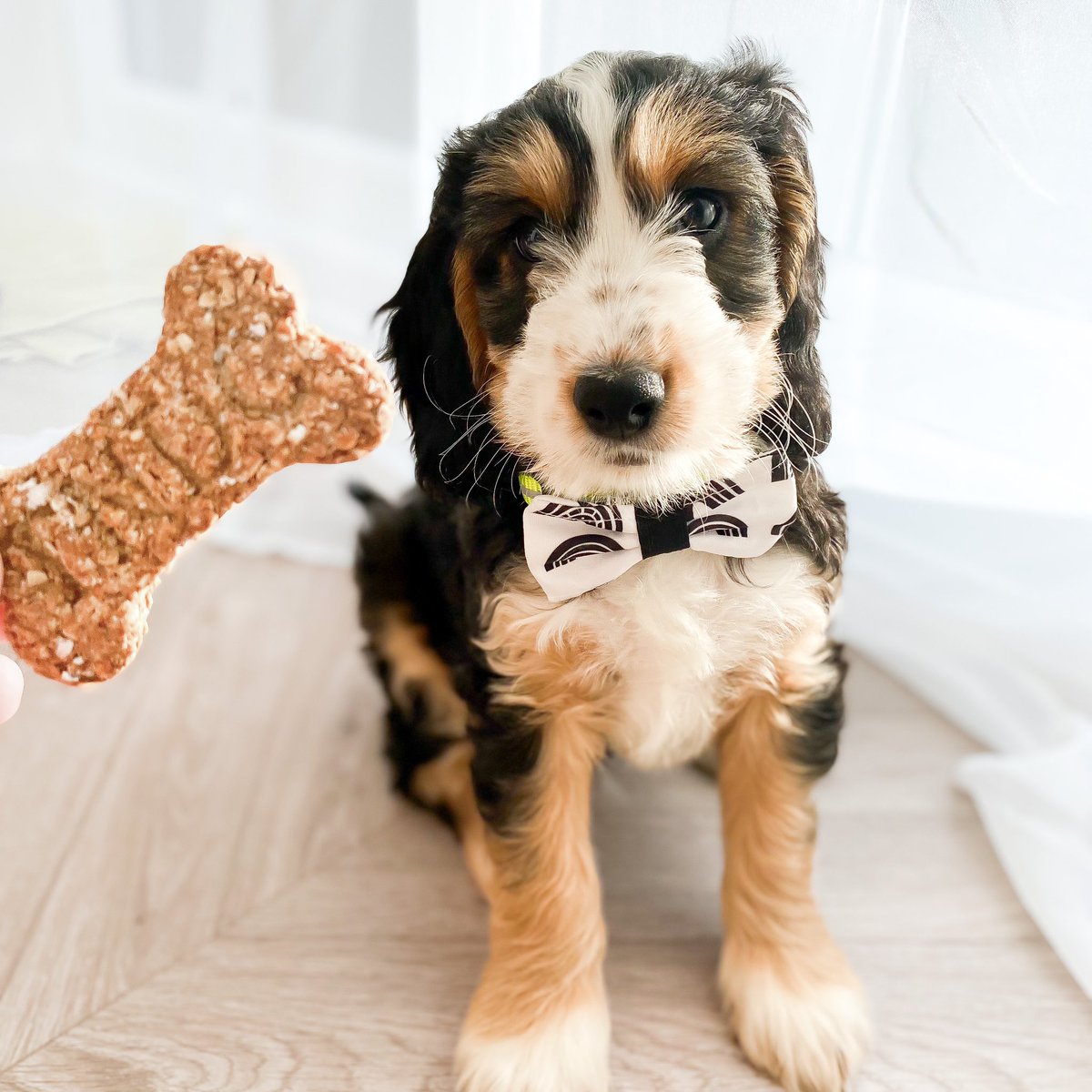 Happy National Biscuit day! 🍪

We put a freebie biscuit in every order, how tasty 😋