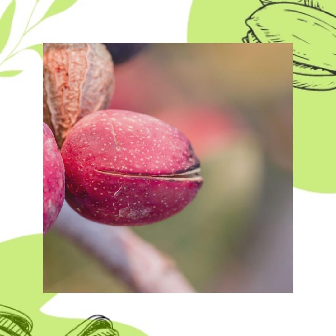 CsrLaboratorio's tweet photo. 🤔¿El pistacho va directamente del árbol a tu mesa?

😱¡No! Sigue leyendo y te contamos como llega a ser apto para su consumo https://t.co/6GNqOKsrq1
