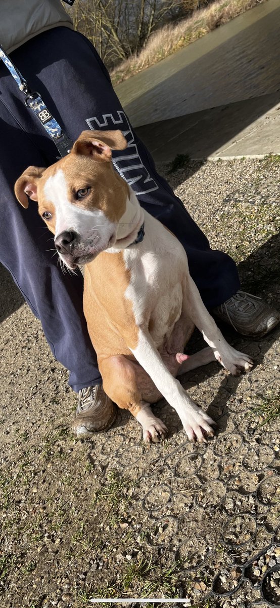 The most handsome boy 💙 #puppy #puppylove #bully #DogsofTwittter #dog #AnimalLovers #outdoor