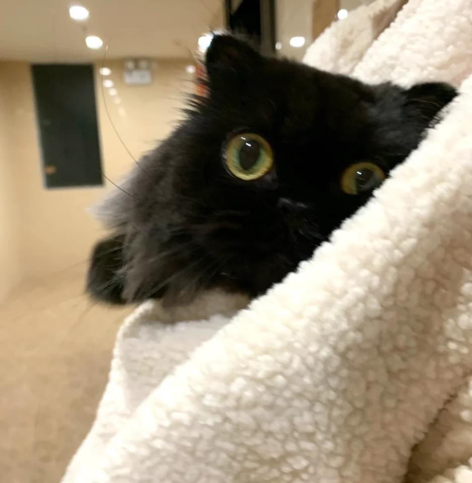 madcatmuseum's tweet photo. #CatDay https://t.co/1nJkzkbIeh