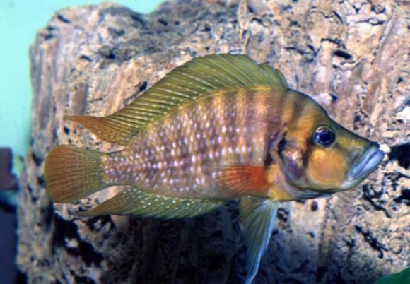 LiveFishDirect's tweet photo. The Red Fin Compressiceps is a Lake Tanganyika #AfricanCichlid that is a fun addition to any tank! They have large mouths and impressive lower lips but are only mildly aggressive, so you won’t have to worry about them becoming tank bullies. https://t.co/8EZElxXjPq https://t.co/cS3Ek7J3qZ