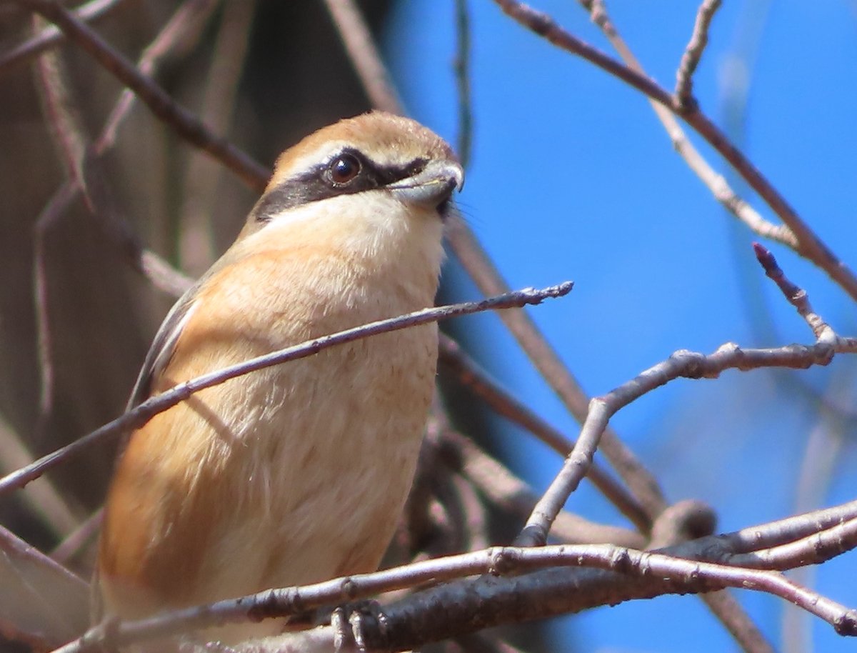 pastirica's tweet photo. Bull-headed shrike (Lanius bucephalus): 
So dignified as always... :)

#BirdsSeenIn2022 #wildlife #nature #birder #birdtonic #birdwatching #birdphotography https://t.co/XXMw0v3Xm8