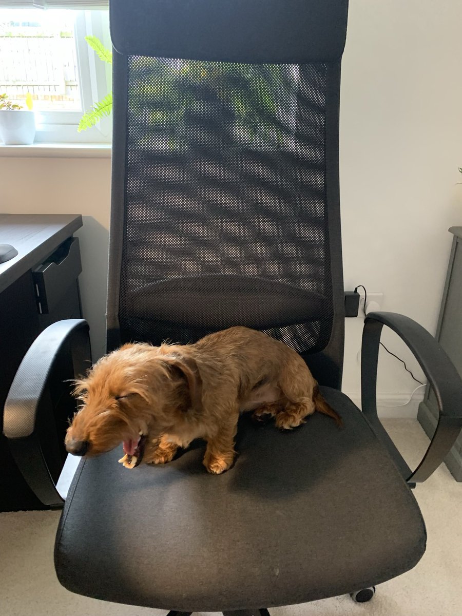 OliverEscobar's tweet photo. Marcelโs reaction upon hearing the news of the pension theft under way in UK universities #UCUstrike #OneOfUsAllOfUs #Dachshund #UCUDogs #DogsOnStrike https://t.co/xIiDnueRMd