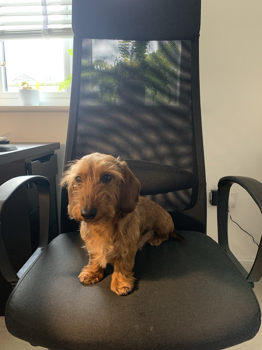 OliverEscobar's tweet photo. Marcelโs reaction upon hearing the news of the pension theft under way in UK universities #UCUstrike #OneOfUsAllOfUs #Dachshund #UCUDogs #DogsOnStrike https://t.co/xIiDnueRMd