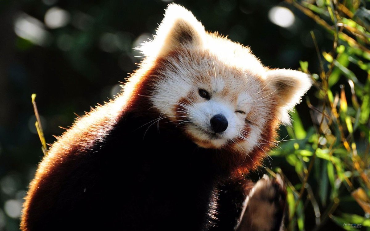 RedPandaEveryHr's tweet photo. https://t.co/bTtv8Hwaid