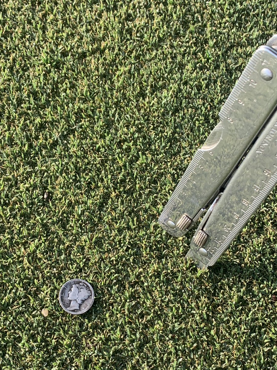 Lucky find of the day. Someone’s ole ball marker. A Mercury Dime , don’t see many of them around.