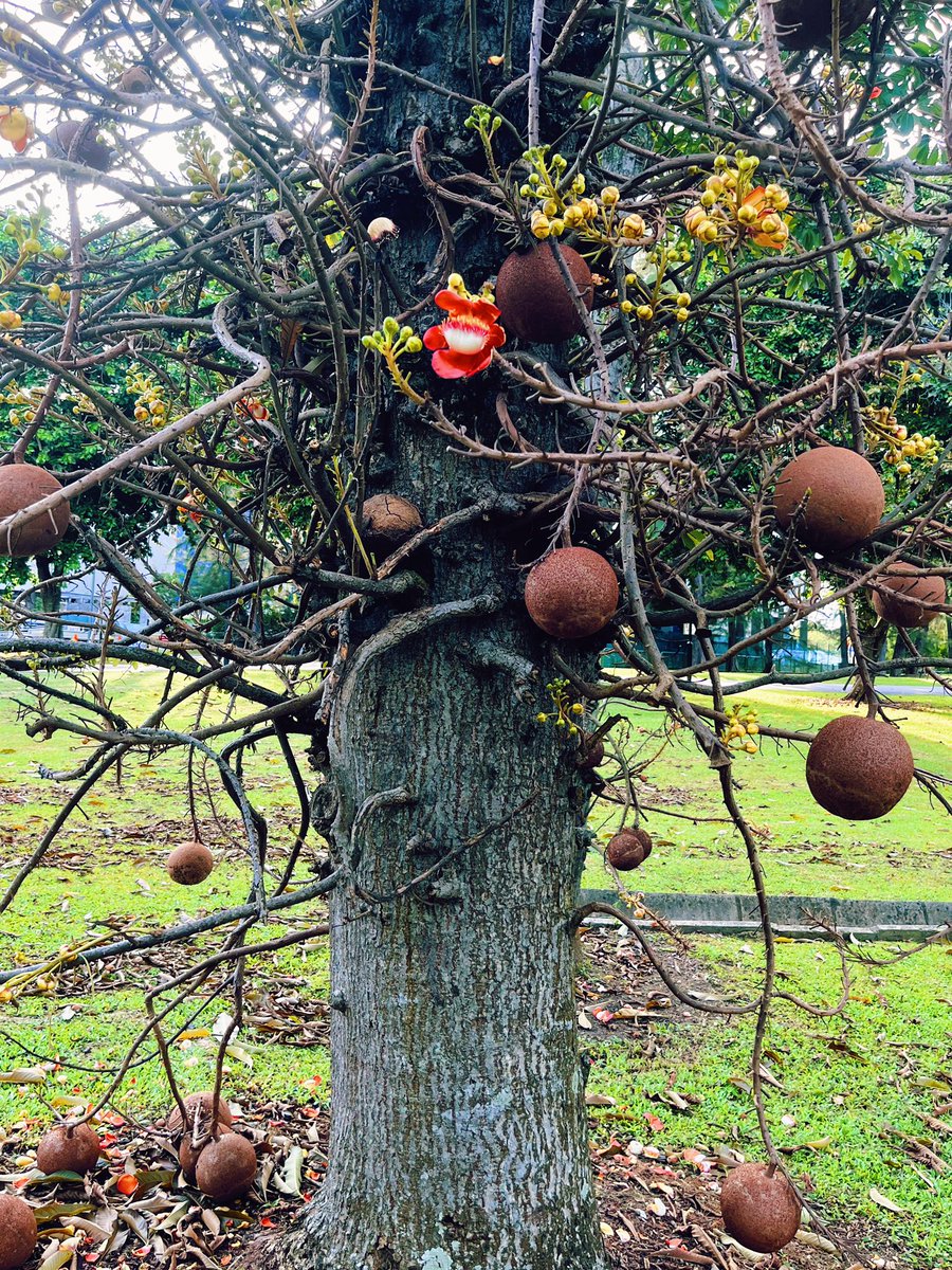 AleksandrIvash's tweet photo. Cannon Ball Tree, #Singapore https://t.co/GbxJAYf9yv