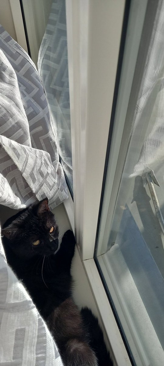 Alicethecoolcat's tweet photo. A sunny day 🌞 https://t.co/9QHi94Bc4Z