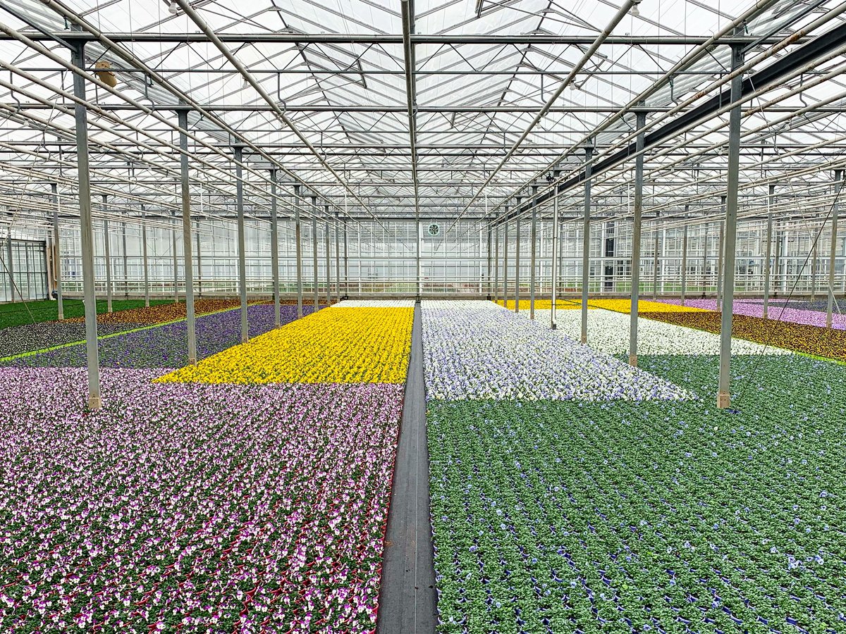 Het is tijd voor viooltjes! 🤩🌺

#violen #viooltjes #viola #voorjaar #spring #frühlingsgefühle #früling #frühblüher #frühlingsblumen #blumen #bloemen #flowers #flowersofinstagram #plantsofinstagram #balkon #kleurindekas #voorjaarbloeiers #gärtnerei #komindekas #kwekerij